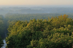 foret-d-orleans-vue-du-belvedere-des-caillettes-1