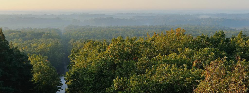 Forêt d'Orléans